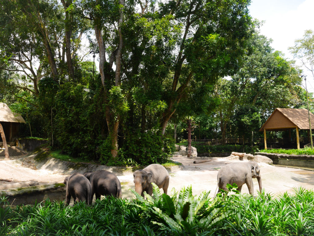 Zoológico de Singapur